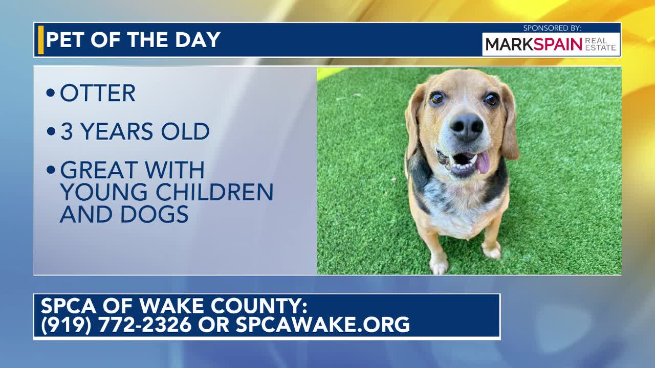 Pet of the Day for June 4, 2026