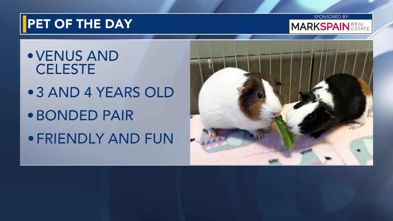 WRAL Pet of the Day: June 19, 2026