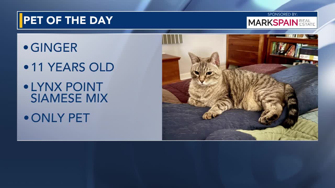 "Ginger" pet of the day from Cat Angels Pet Adoptions