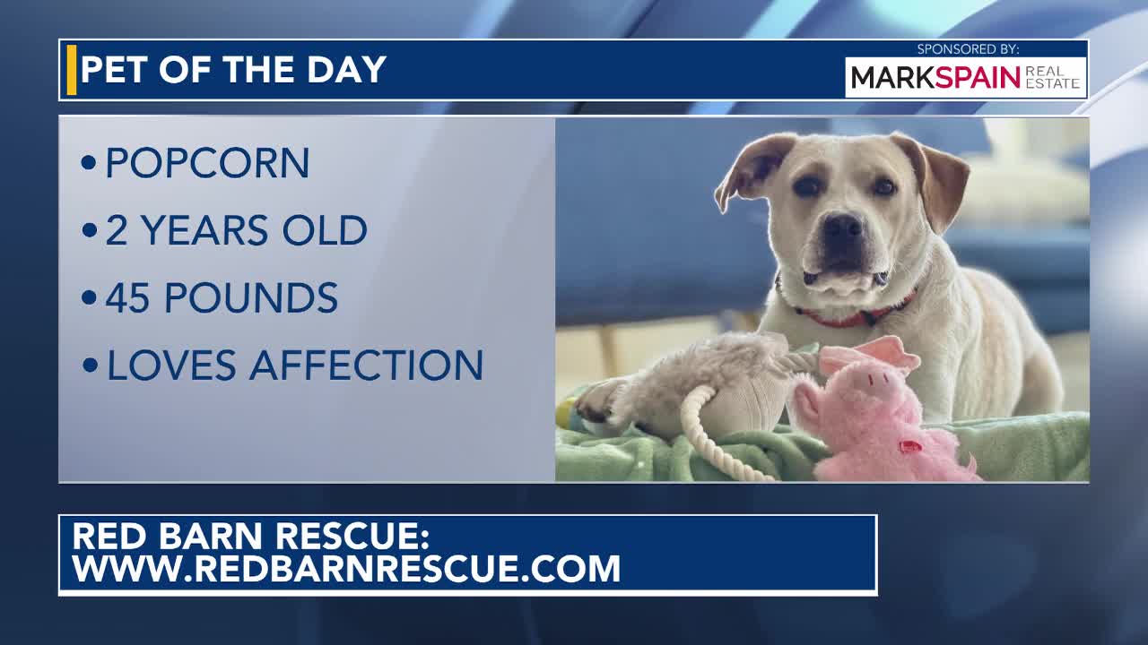 Pet of the Day for June 16, 2026